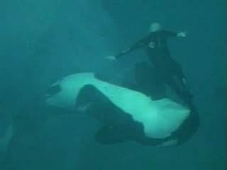 ΣΟΚΑΡΙΣΤΙΚΟ VIDEO: Φάλαινα δαγκώνει και παγιδεύει τον εκπαιδευτή της - Φωτογραφία 1