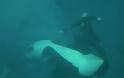 ΣΟΚΑΡΙΣΤΙΚΟ VIDEO: Φάλαινα δαγκώνει και παγιδεύει τον εκπαιδευτή της