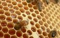 Τα οφέλη από τα προϊόντα μέλισσας