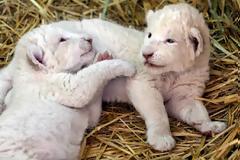 Τα λευκά λιοντάρια του Μεξικού μεγάλωσαν