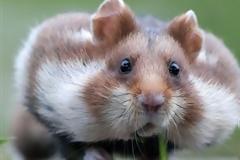 ΔΕΙΤΕ: Κάποιος παραγέμισε τα μάγουλά του...