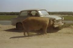 Απίστευτο! Γουρούνι τρώει αυτοκίνητο!