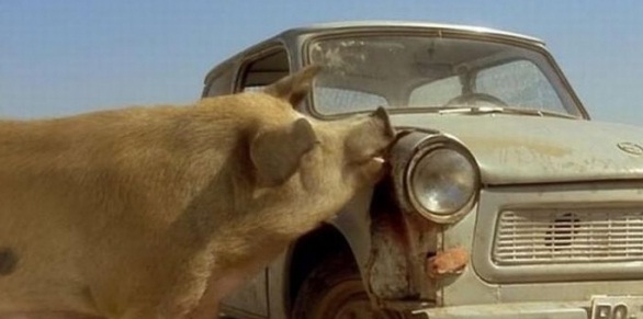 ΑΠΙΣΤΕΥΤΟ: Γουρούνι τρώει αυτοκίνητο! - Φωτογραφία 2
