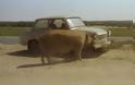 ΑΠΙΣΤΕΥΤΟ: Γουρούνι τρώει αυτοκίνητο! - Φωτογραφία 1