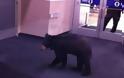 Αρκούδα μπήκε σε εμπορικό κέντρο