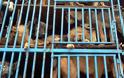 ΔΕΙΤΕ: Εικόνες σοκ από στοιβαγμένα σκυλιά που μετέφεραν για σφαγή