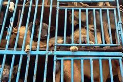 ΔΕΙΤΕ: Εικόνες σοκ από στοιβαγμένα σκυλιά που μετέφεραν για σφαγή