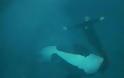 ΣΥΓΚΛΟΝΙΣΤΙΚΟ ΒΙΝΤΕΟ Αγριεμένη φάλαινα επιτίθεται στον εκπαιδευτή της