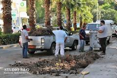 Πτώση δέντρου στο Ναύπλιο