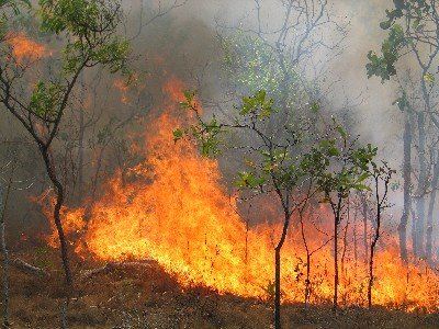 Στις φλόγες αγροτοδασική έκταση στην Ζάκυνθο - Φωτογραφία 1
