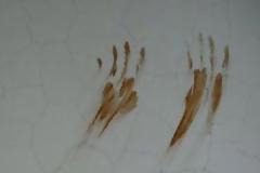 Mια επίσκεψη στην πόλη φάντασμα Pripyat!