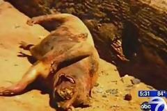 ΔΕΙΤΕ: Το τέρας του Μπρούκλιν