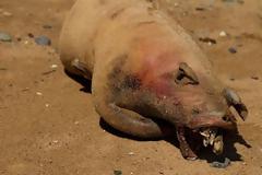 Μυστήριο με πτώμα τέρατος κάτω απο τη γέφυρα του Μπρούκλιν [Φώτος]