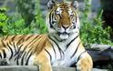 ΙΝΔΙΑ: Στοπ στους τουρίστες για τη διάσωση των τίγρεων