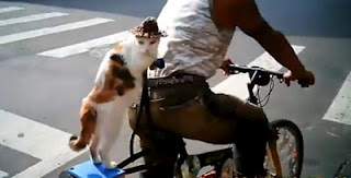 Γάτος κάνει βόλτα με το... ποδήλατο! [Video] - Φωτογραφία 1