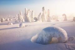 Τα παγωμένα… δέντρα της Αρκτικής!