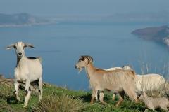 Ελλάδα. Πατρίδα της ψυχής μου. -Μια Αυστριακή στη Δρυόπη