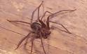 Δηλητηριώδεις αράχνες κατέλαβαν το διαμέρισμά του