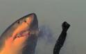 Η επίθεση ενός λευκού καρχαρία σε slow motion [video]