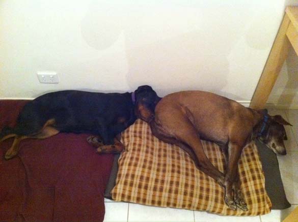 ΔΕΙΤΕ: Παράξενες στάσεις ύπνου για σκύλους - Φωτογραφία 1