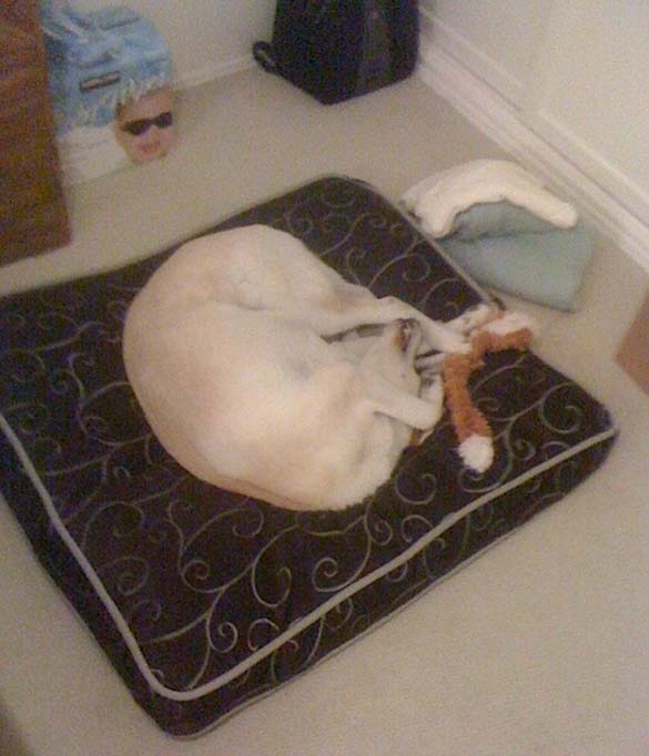 ΔΕΙΤΕ: Παράξενες στάσεις ύπνου για σκύλους - Φωτογραφία 10