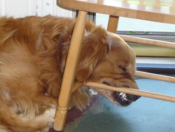 ΔΕΙΤΕ: Παράξενες στάσεις ύπνου για σκύλους - Φωτογραφία 15
