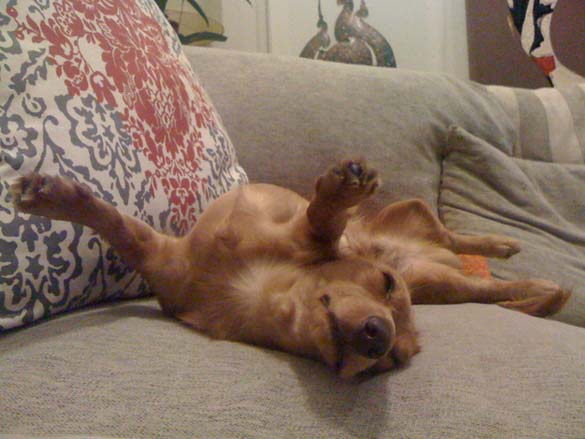 ΔΕΙΤΕ: Παράξενες στάσεις ύπνου για σκύλους - Φωτογραφία 17