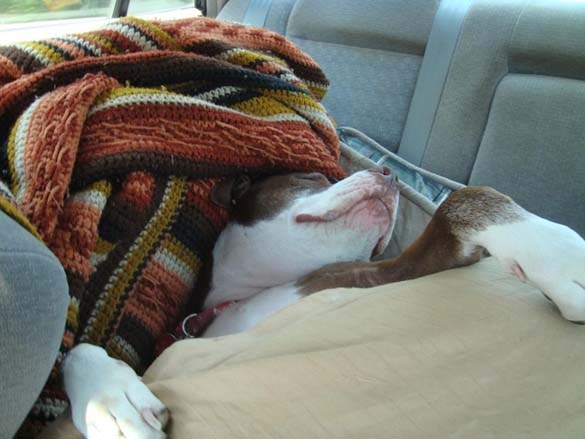 ΔΕΙΤΕ: Παράξενες στάσεις ύπνου για σκύλους - Φωτογραφία 19