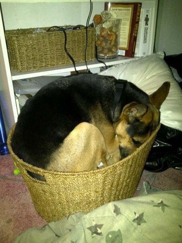 ΔΕΙΤΕ: Παράξενες στάσεις ύπνου για σκύλους - Φωτογραφία 21