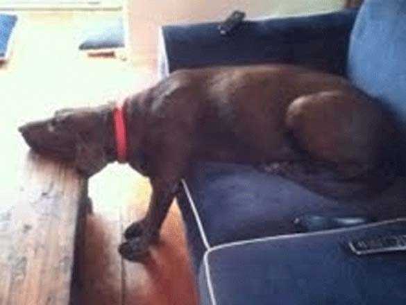 ΔΕΙΤΕ: Παράξενες στάσεις ύπνου για σκύλους - Φωτογραφία 24