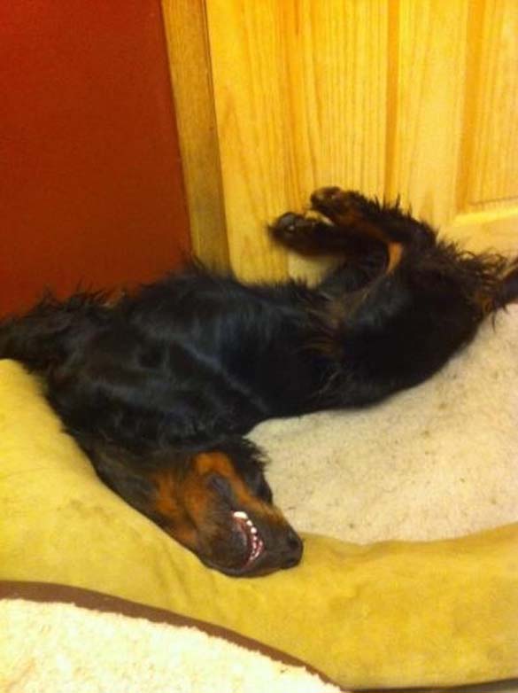 ΔΕΙΤΕ: Παράξενες στάσεις ύπνου για σκύλους - Φωτογραφία 5