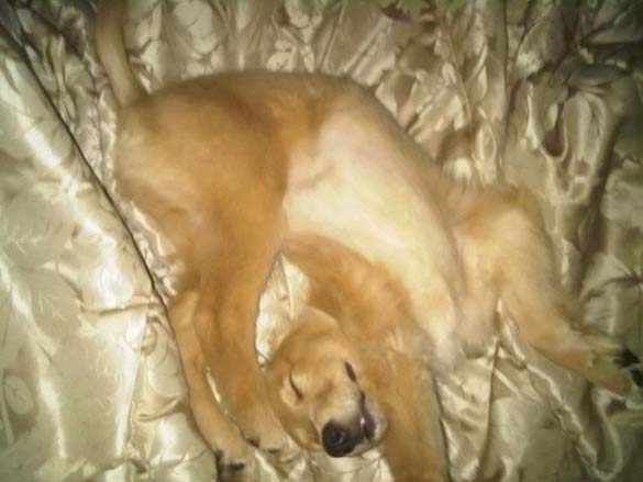 ΔΕΙΤΕ: Παράξενες στάσεις ύπνου για σκύλους - Φωτογραφία 7