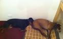 ΔΕΙΤΕ: Παράξενες στάσεις ύπνου για σκύλους - Φωτογραφία 1