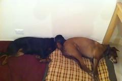 ΔΕΙΤΕ: Παράξενες στάσεις ύπνου για σκύλους