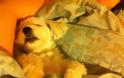 ΔΕΙΤΕ: Παράξενες στάσεις ύπνου για σκύλους - Φωτογραφία 22