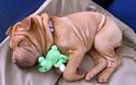 ΔΕΙΤΕ: Παράξενες στάσεις ύπνου για σκύλους - Φωτογραφία 6