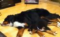 ΔΕΙΤΕ: Παράξενες στάσεις ύπνου για σκύλους - Φωτογραφία 9