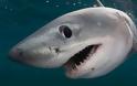 Οι καρχαρίες έχουν τo τέλειο χαμόγελο
