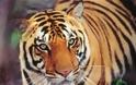 H Iνδία σώζει τις τίγρεις… απαγορεύοντας τον τουρισμό!