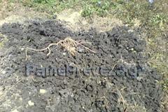 Πρέβεζα: Απίστευτο! Τόνοι λυματολάσπης σε χωράφι στο Καναλάκι