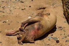 ΔΕΙΤΕ: Από πού προήλθε το τέρας του Ιστ Ρίβερ;