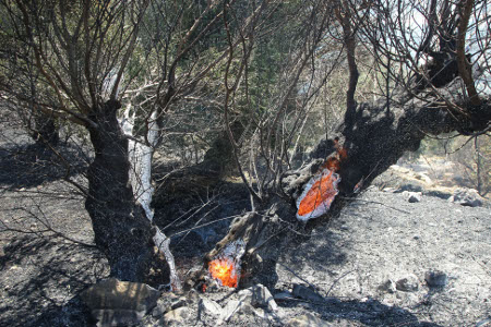 ΤΩΡΑ: Κόλαση φωτιάς στην Κρήτη [ΦΩΤΟ] - Φωτογραφία 4