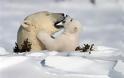 ΣΥΓΚΙΝΗΤΙΚΟ VIDEO: Πολική αρκούδα βοηθά το μωρό της να ανέβει στον πάγο