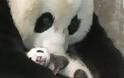 Γέννηση γιγάντιου panda στον ζωολογικό του Σαν Ντιέγκο