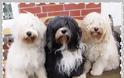 ΑΝΕΚΔΟΤΟ: Τρεις σκύλοι στο κτηνίατρο...