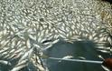 Χιλιάδες νεκρά ψάρια επιπλέουν στον Κερκινίτη ποταμό