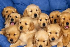 ΣΟΚ: Πουλούσαν σκοτωμένα σκυλιά στο κέντρο της Αθήνας!