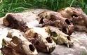 Σιβηρία: Ανακάλυψαν νεκροταφείο αρκούδων