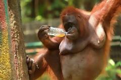 Πίνει για να ξεχνά... τη ζέστη (pics)