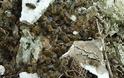 Οι μελισσοκόμοι λέμε ΟΧΙ στα ραντίσματα - Φωτογραφία 4